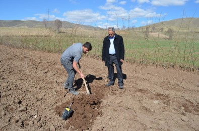 Adilcevaz'da Örnek Ceviz Bahçesi Kuruldu