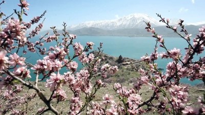 Çiçeklere Bürünen Akdamar Adası'na Ziyaretçi Akını