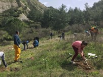 KÖSELI - Öğrenciler, Çam Fidanlarını Toprakla Buluşturdu