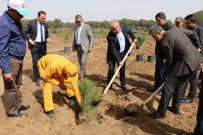 AYDıN ERGÜN - 3 Bin 500 Fidan Toprakla Buluştu