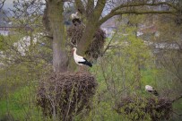 LEYLEK YUVASI - 7 Bin Kilometre Yol Kat Ederek Leylek Ormanı'na Geldiler