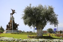 ZEYTİN AĞACI - Antalya'nın Kavşaklarına Barışın Simgesi Zeytin Ağacı