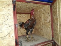 Evde Horoz Dövüşüne Suçüstü