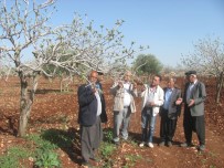 KÜRESEL ISINMA - Fıstık Ağaçlarında Tomurcuk Tırtılı Paniği