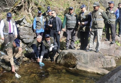 80 Bin Yavru Alabalık Dereye Salındı