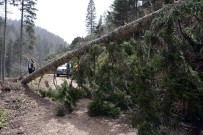 Ağaçlar Fırtınanın Şiddetine Dayanamadı