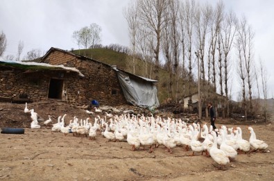 Evini Satarak Kaz Çiftliği Kurdu