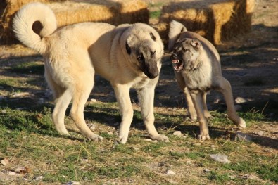 Kangalları Artık Dünya Tanıyacak