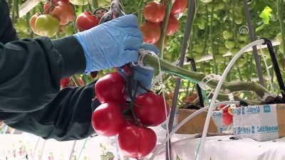 Termal Serada LED Teknolojisiyle Üretimi Artırma Hedefi