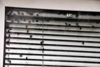 ÇILINGIR - Antalya Polisinin Sinek Alarmı