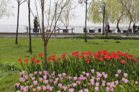 LALE SOĞANI - Gölbaşı Gökkuşağı Renklerine Boyandı