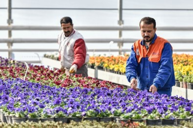 2 Milyon Çiçek Muratpaşa Parklarını Renklendirecek.