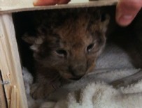 Kamyonetten aslan yavrusu çıktı