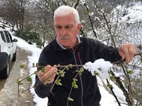 Şahin Açıklaması 'Her Kar Yağdığında Fındıkta Don Olmaz' Haberi