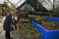 SARMAŞıK - Başkent'in Çiçek Üretim Merkezi Açıklaması ANFA