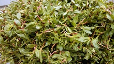 Madımak Tezgahlarda Yerini Aldı