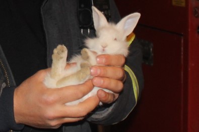 Tavşan Kurtarma Operasyonu Açıklaması Aracın Sökülmedik Yeri Kalmadı