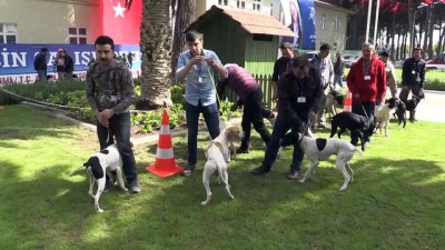 Aydın'da Köpek Güzellik Yarışması