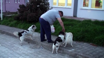 Bartın'da Köpeğe Tekme Atan Kişi Özür Diledi