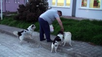 KUTLUBEY - Bartın'da Köpeğe Tekme Atan Kişi Özür Diledi