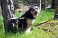 Engelli Sokak Köpeği 'Minik' Sevgiyle Hayata Tutundu