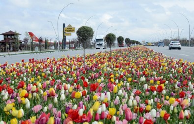 Konya'da 'Lale Mevsimi' Başladı