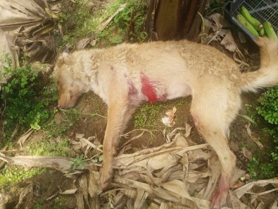 Mersin'de Seraya Giren Köpek Bekçi Tarafından Vuruldu