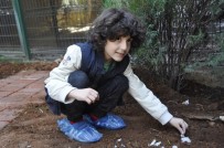 ORGANIK TARıM - Minik GKV'liler Organik Tarıma El Attı