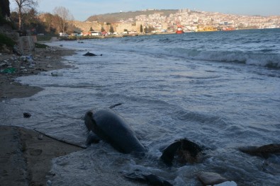 Sinop'ta Kıyıya Vuran Yunus Sayısı 32 Oldu