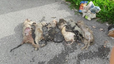 Alanya'da Hayvan Katliamı