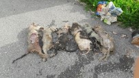 TOSMUR - Alanya'da Hayvan Katliamı