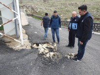 ZABITA EKİBİ - Yaralı Sokak Köpeğine Zabıta Ekipleri Sahip Çıktı