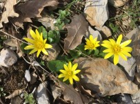 BEYTÜŞŞEBAP - Beytüşşebap'ta Renk Renk Çiçekler Açtı