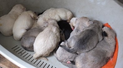 Öksüz Kalan Yavrulara Barınaktaki Köpek Süt Anne Oldu