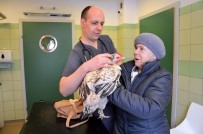 İMPLANT - Polonya'da Tavuğa Protez Bacak