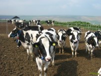 SÜT ÜRETİMİ - Süt Üretimi Kula'nın Yeni Lokomotifi