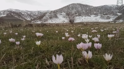 Tatvan'da Baharın Müjdecisi Kardelenler Erken Açtı