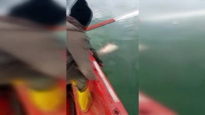 Baraj Gölünde 81 Kilogramlık Yayın Balığı Yakalandı