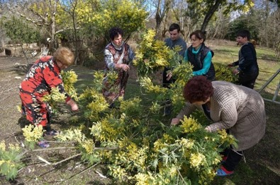 Abhazya'dan Rusya'ya Rekor Mimoza Satışı