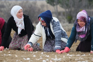 Atama Bekleyen Öğretmen, Sarımsak Tarlasında