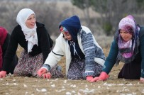 ÖĞRETMEN ADAYI - Atama Bekleyen Öğretmen, Sarımsak Tarlasında