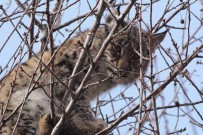VAŞAK - Aydın'da Kuduz Vaşak Alarmı