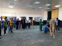 BIYOKIMYA - HRÜ Veteriner Fakültesi İle TJK Arasında İşbirliği Protokolü İmzalandı