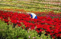 KADIN İŞÇİ - İstanbul'u Güzelleştiren Kadınlar