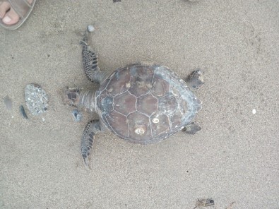 Sahilde Ölü Caretta Caretta Bulundu