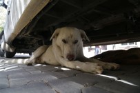 SOKAK KÖPEĞİ - Adana'da Köpek Bıçaklandı