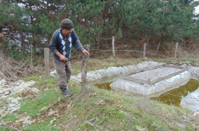 Bolu'da, Çam Köse Böcekleriyle Mücadele Başladı