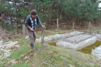 ÇAM KESE BÖCEĞİ - Bolu'da, Çam Köse Böcekleriyle Mücadele Başladı