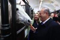 Çavuşoğlu, Kraliyet Binicilik Okulu'nu Ziyaret Etti