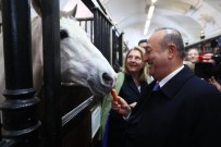 Çavuşoğlu, Viyana'da Kraliyet Binicilik Okulu'nu Ziyaret Etti